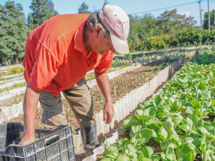 Agricultura urbana, organopónico, 5 de septiembre Plaza de la Revolución
