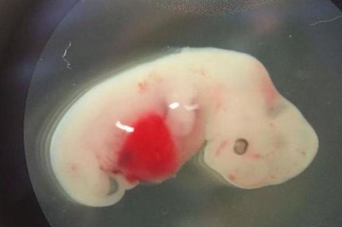 Crean embrión híbrido hombre y oveja para generar órganos para trasplantes.