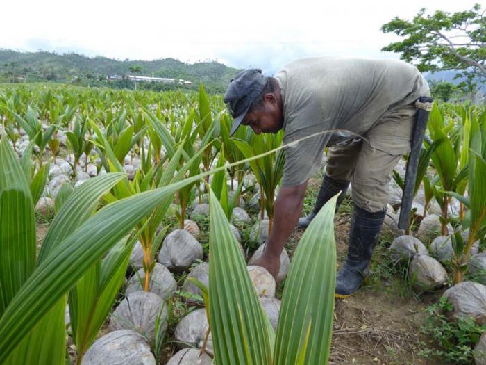 Baracoa.