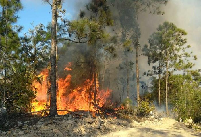 Evaluaciones preliminares arrojan unas 800 hectáreas afectadas, lo cual lo convierte en un incendio de grandes proporciones. Foto: Cortesía del Cuerpo de Guardabosques