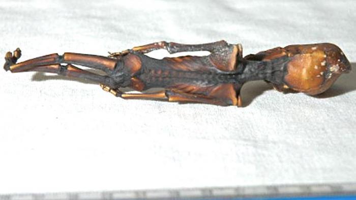 EXPERTOS REVELAN MISTERIO DE ESQUELETO EXTRATERRESTRE «ATA»