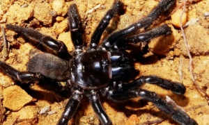 Araña más vieja del mundo