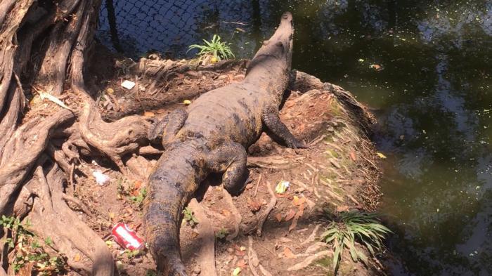 Con tal de lograr en ellos una reacción, algunos visitantes son capaces de lanzar hasta 
botellas contra los cocodrilos. Foto De la autora