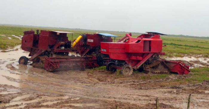 En el cultivo del arroz se estiman por el momento unas 7000 toneladas en el campo, con riesgo de perderse.