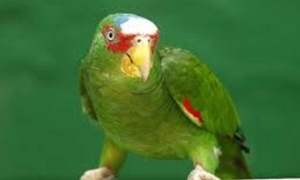 loro de frente blanca