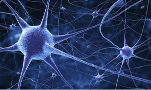 Las personas con mayor cociente intelectual tienen neuronas más grandes
