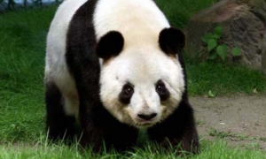 oso panda