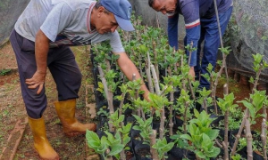 cítricos y frutales