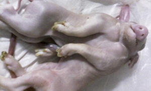 Cerdo con una cabeza y dos cuerpos en Pinar del Río