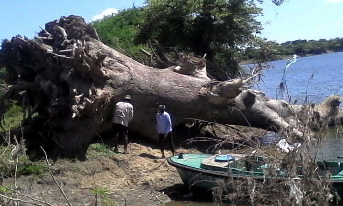 La ceiba de unos 15 metros de largo y 2,5 metros de diámetro, que presuntamente derribó el puente de Zaza del Medio, apareció varios kilómetros río abajo.