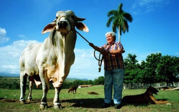 María Antonia Pujol Bravo, trascendió las fronteras de Cuba con su labor en la finca El Alcázar, ubicada en Romana Siete, Contramaestre; era conocida como la ganadera amiga de Fidel, con quien compartió frecuentemente sus experiencias en la rama pecuaria