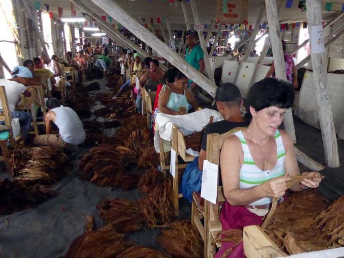En Pinar del Río se han abierto 31 microescogidas en las comunidades, con el objetivo de acelerar el beneficio de tabaco. Foto del autor
