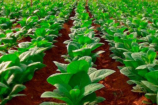 Las nuevas formas en la producción de posturas para la siembra del tabaco posibilitan mejores resultados en la siembra de este rubro exportable
