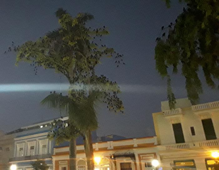 Los llamados Chichinguacos han tomado literalmente por asalto esta ciudad. Los pájaros del parque