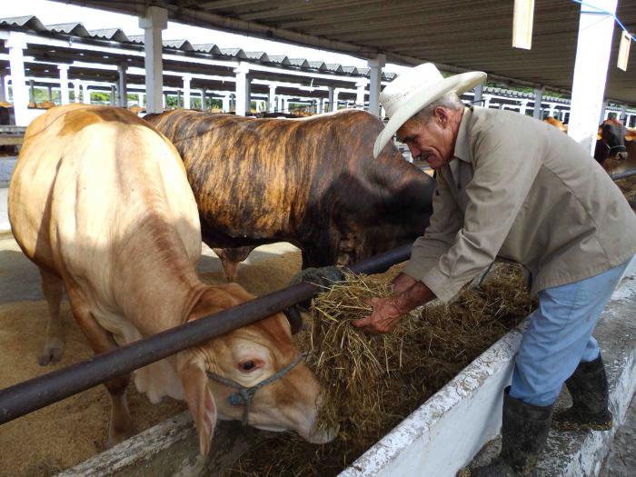 En la unidad Macho Vacuno concluye la ceba de los toros con destino al sacrificio. Fotos del autor