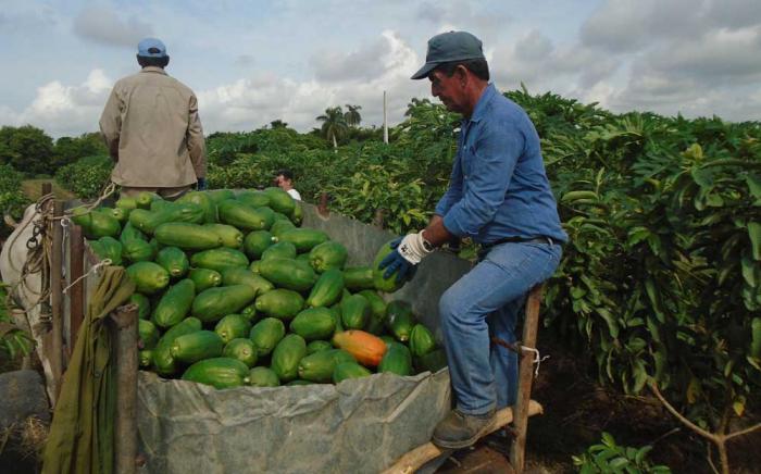 Los surtidos de mayor déficit en los per cápita definidos son las hortalizas y las frutas. 