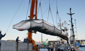 Ballena cazada en un puerto en la isla japonesa de Hokkaido, 4 de septiembre de 