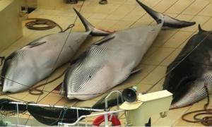 ballenas