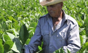 Habanos