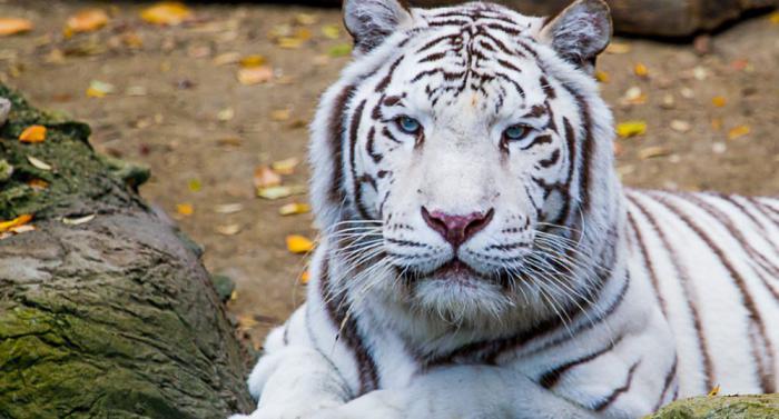 tigre blanco de Bengala