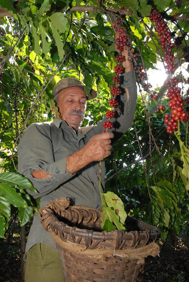 Cuba aspira dedicar 100 000 hectáreas a cafetales. 