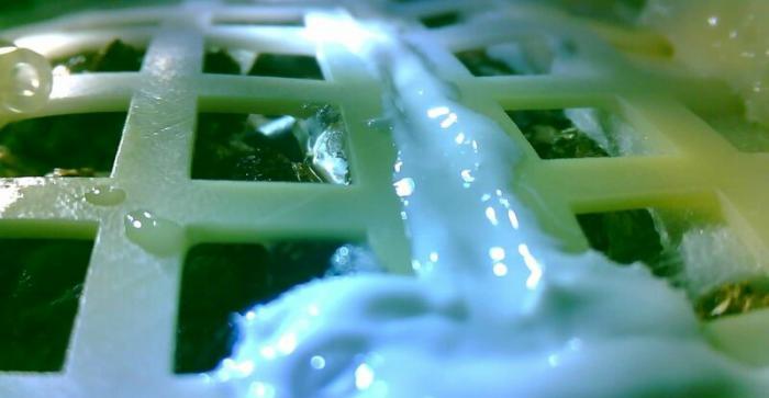 muerte planta en la luna