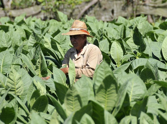 Festival del Habano 2018,vega de tabaco