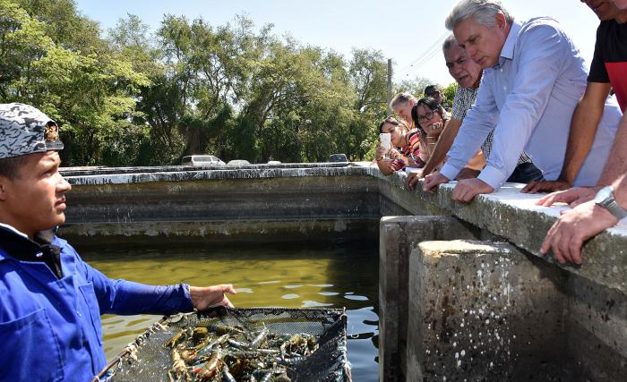 Hasta la estación de alevinaje Carlos Manuel de Céspedes llegó Díaz-Canel. 
