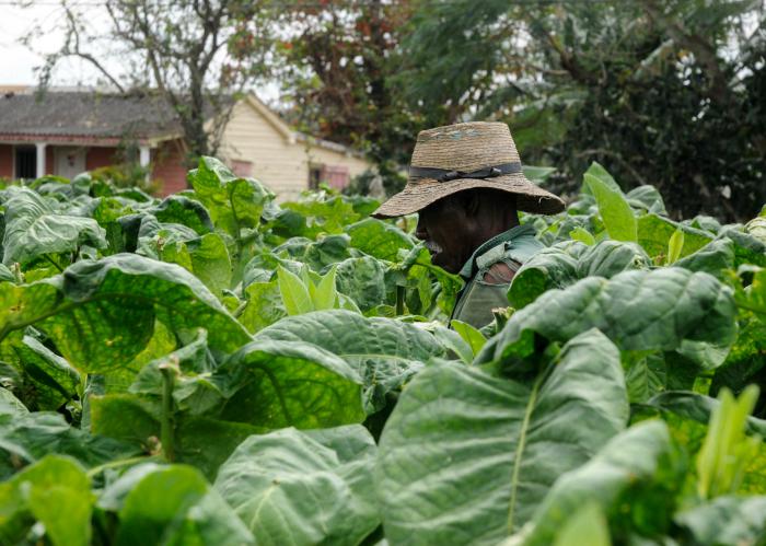 Estanislao Sánchez, campesino en el cultivo y cosecha del tabaco en las plantaciones de tabacos de la CCS Osmani Arenado de San Juan y Martínez de Pinar del Rio.