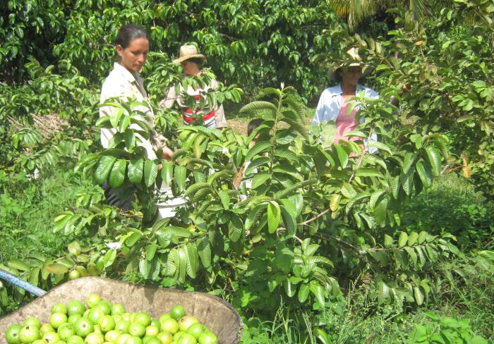 La agricultura suburbana ha demostrado sus potencialidades. foto del autor