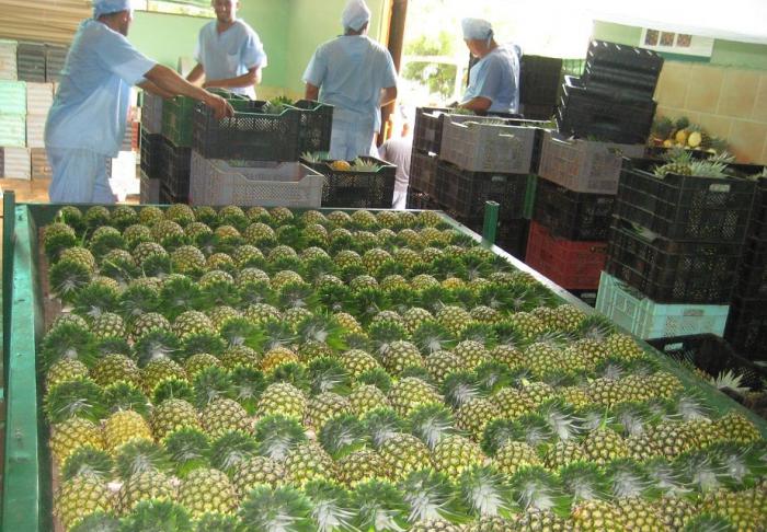 El incremento de las producciones de frutas es uno de los resultados de la innovación. foto: ortelio gonzález