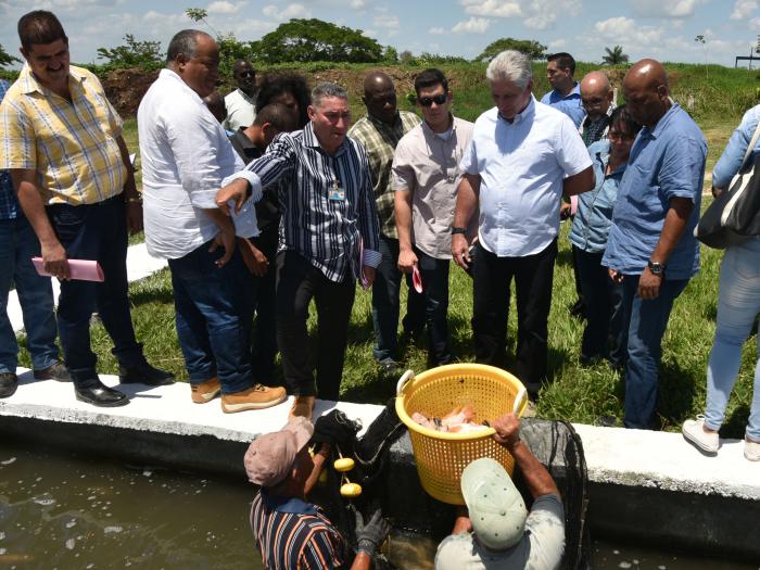 En la granja de cría intensiva de tilapias cercana a la comunidad de Barrancas, Díaz-Canel reconoció la eficiencia del colectivo. Foto: Estudios Revolución
