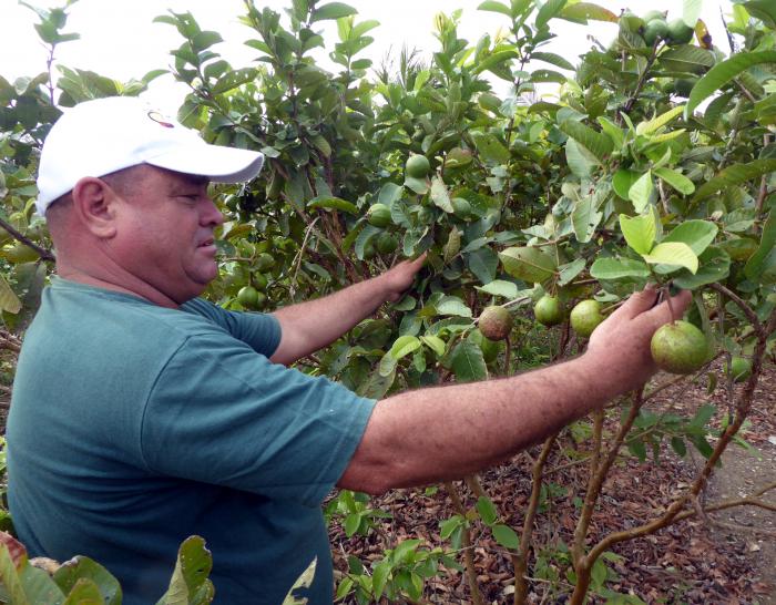 Juan Carlos mantiene observación permanente sobre la salud y los rendimientos de los frutales. 