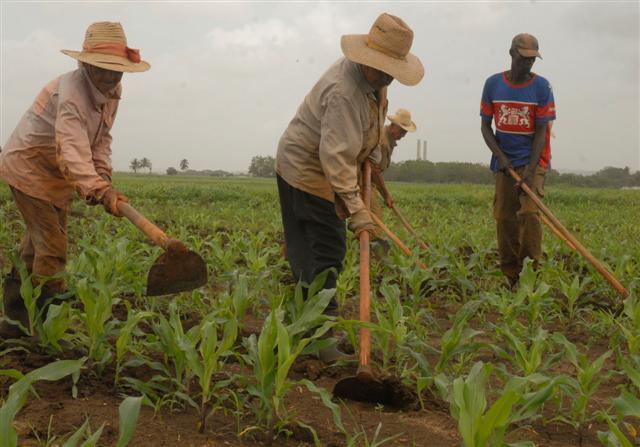 El aporte del sector agropecuario resulta indispensable para el desarrollo del país. foto: Carlos Canovas