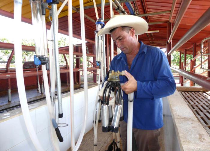  En vaquerías estatales y privadas se ubican de manera gradual sistemas de ordeño mecánico que mejoran las condiciones de trabajo de los productores. Foto del autor