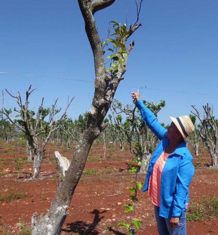  Entre los nuevos productos en fomento se encuentra el maracuyá, fruta tropical 
de gran aceptación en el mercado.