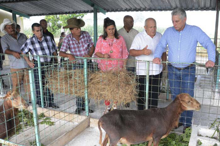 En el centro de desarrollo de sementales para el ganado menor, el Jefe de Estado cubano conoció las acciones que allí se llevan a cabo para fomentar el programa ovino en el territorio.