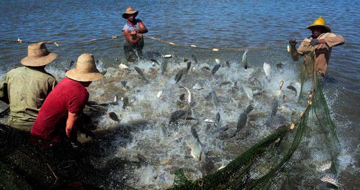  El ordenamiento de la actividad pesquera, atemperado a las regulaciones y convenios internacionales, es uno de los méritos del proyecto de Ley. 