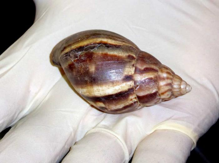 El caracol africano