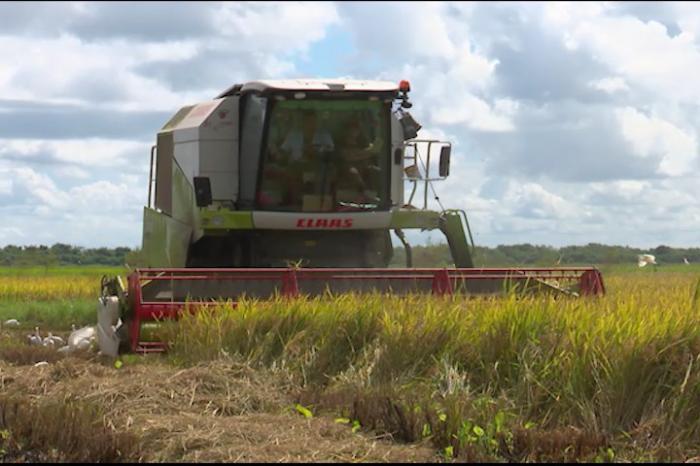 secadero de arroz en Matanzas