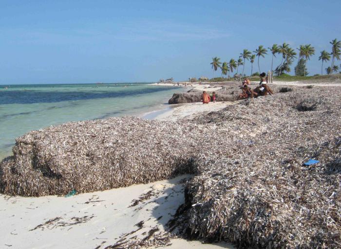 En Camagüey se buscan alternativas para la adecuada limpieza de la playa de Santa Lucía de la acumulación de desechos en la orilla, que causan molestias a los bañistas