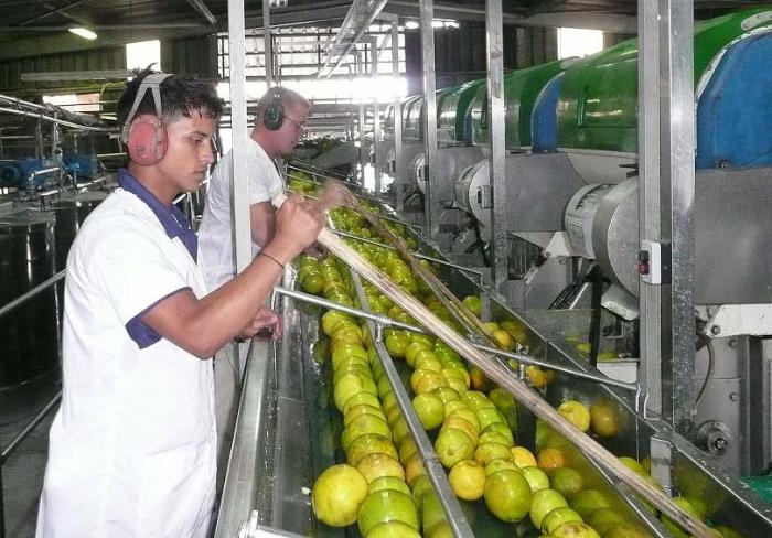 La línea de cítricos podrá asumir el desarrollo perspectivo de esas plantaciones.
