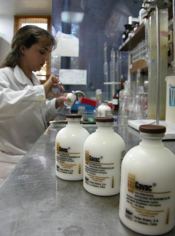 El inmunógeno Gavac se mantiene como el producto estrella del centro científico camagüeyano. 