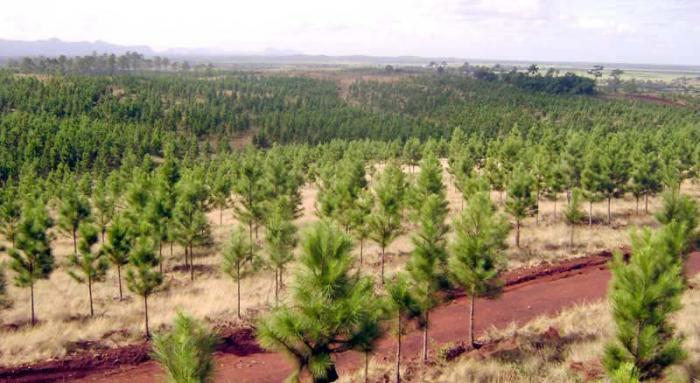 Cuba tiene en la actualidad un índice de boscosidad del 31,49 % y mantiene la tendencia creciente en este indicador.