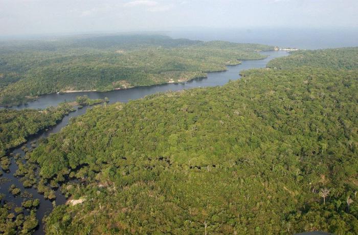 Un 50 % de las especies mundiales de plantas se halla en el bosque amazónico. Foto: rtve 