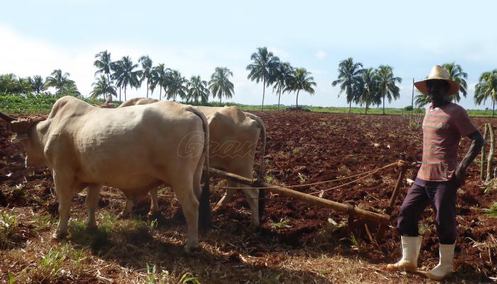 En la finca del campesino Ignacio Noda, nunca se ha renunciado al uso de la tracción animal. Foto: Ventura de Jesús