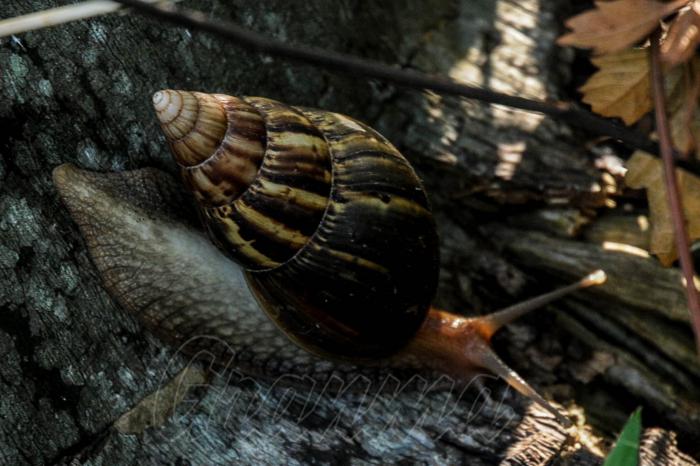 Caracol Gigante Africano, finca Santa Elena, Santiago de las Vegas, Boyeros