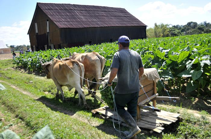 Festival del Habano 2018,vega de tabaco