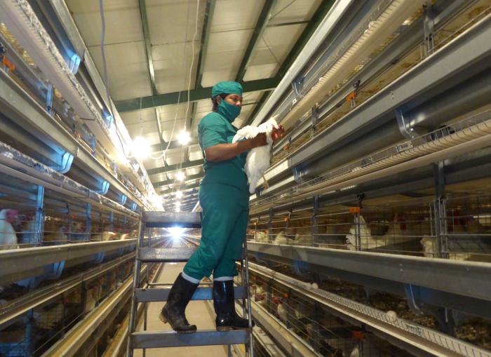 La operaria Guadalupe Reyes reconoce que la granja avícola no solo humaniza las condiciones laborales, también ofrece importantes mejoras en relación con la salud de los animales.