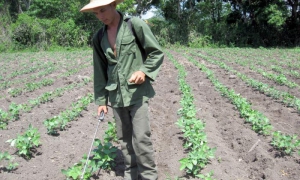 La siembra en los nuevos periodos recomendados también va acompañada por el mane